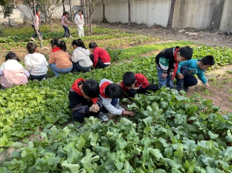 “悠悠农场”种植家 (3)